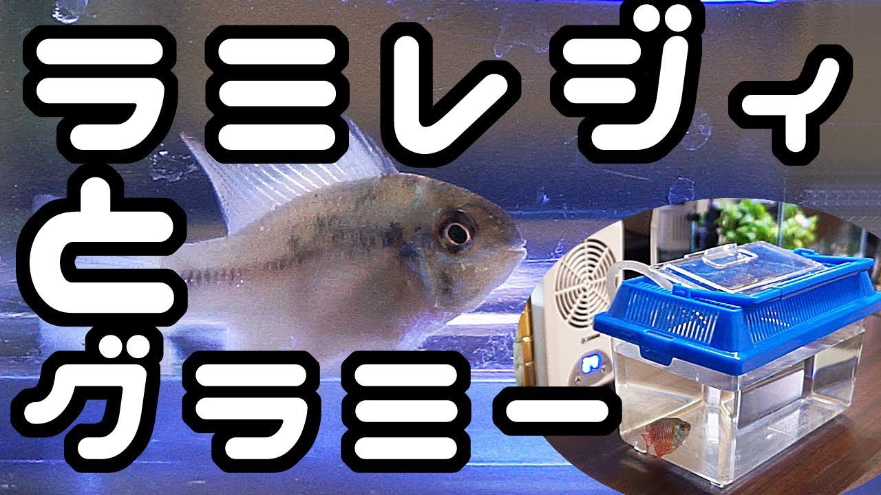 ラミレジィ買いました。【グラミーと混泳】