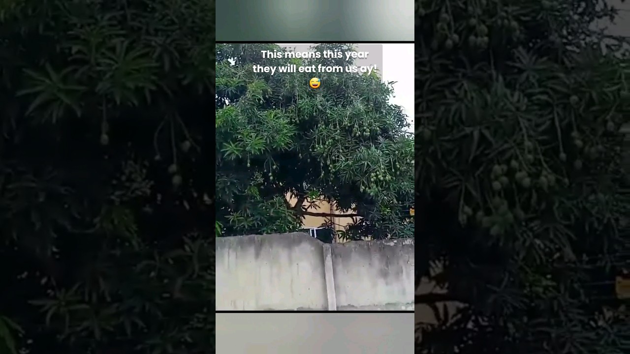 Dad and the overgrown mango tree 🥭 😂😂😂 