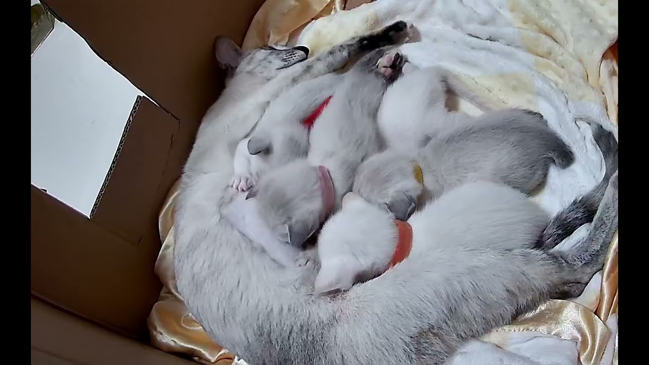 #LIVE ! 008 奶喵日常 ! Daily dose of tiny purrs and milk breath.❤️ #Family  #KittenLife #貓家族 #貓爸貓媽