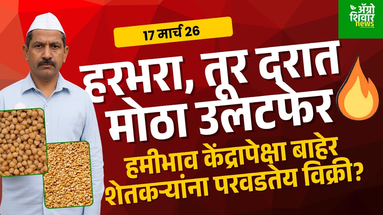 chana rate | हरभरा तूर बाजार भावाचा मोठा उलटफेर; हमी भाव केंद्रापेक्षा खुल्या बाजारात फायदा?
