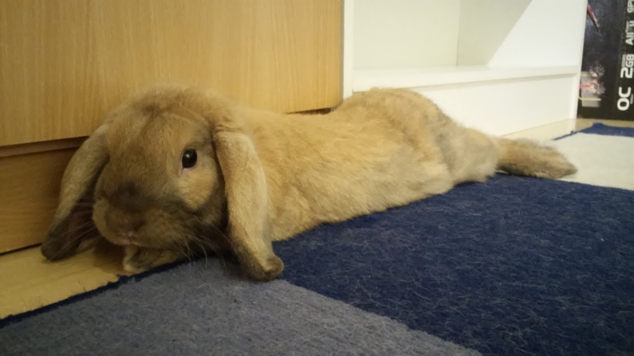 Bunday! Drawing lot of bunnies!