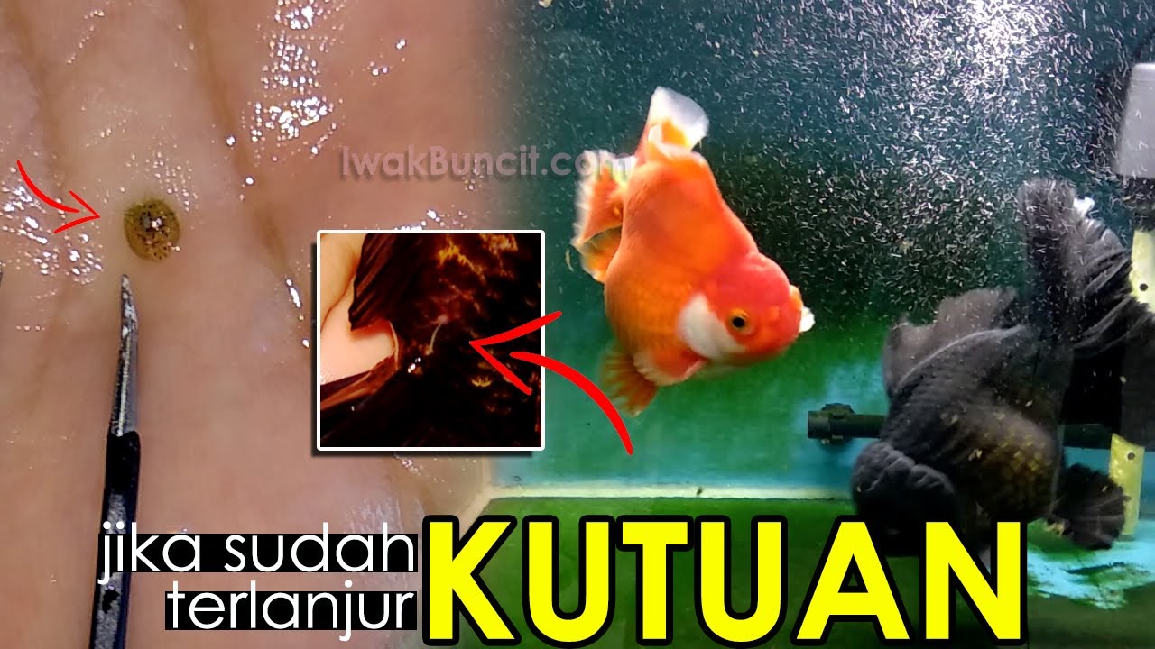 Aquarium Ikan Mas Koki Sudah Terlanjur Terserang Kutu, Apa yang Harus Dilakukan?