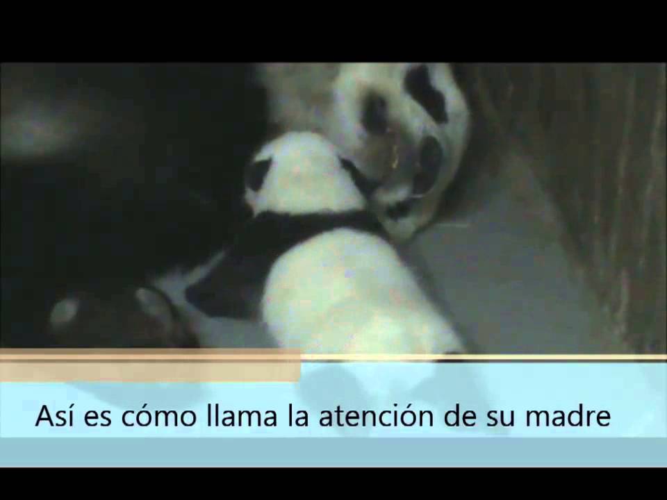 Hua Zui Ba, una madre panda ejemplar en el Zoo de Madrid