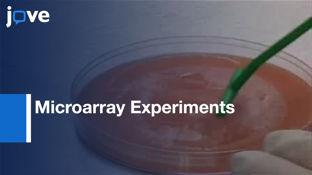 Gibberella zeae Ascospore Production & Collection: Microarray Experiments l Protocol Preview