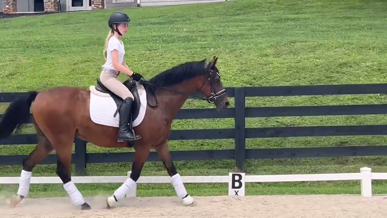 Sirius Training and 1st level with 12 to Junior rider Summer