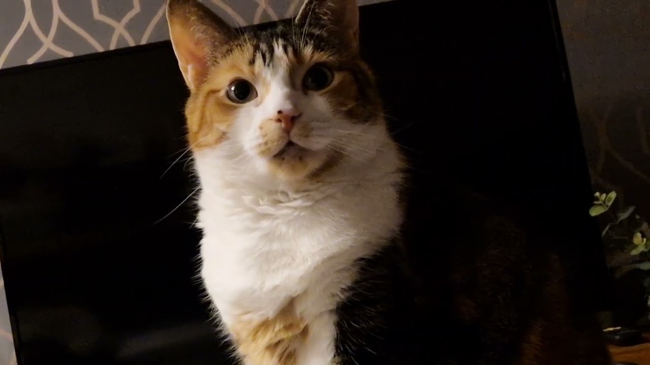 DAY 121 CAT LIFE MORNING MEOWS AND CAT LOOKS 😸