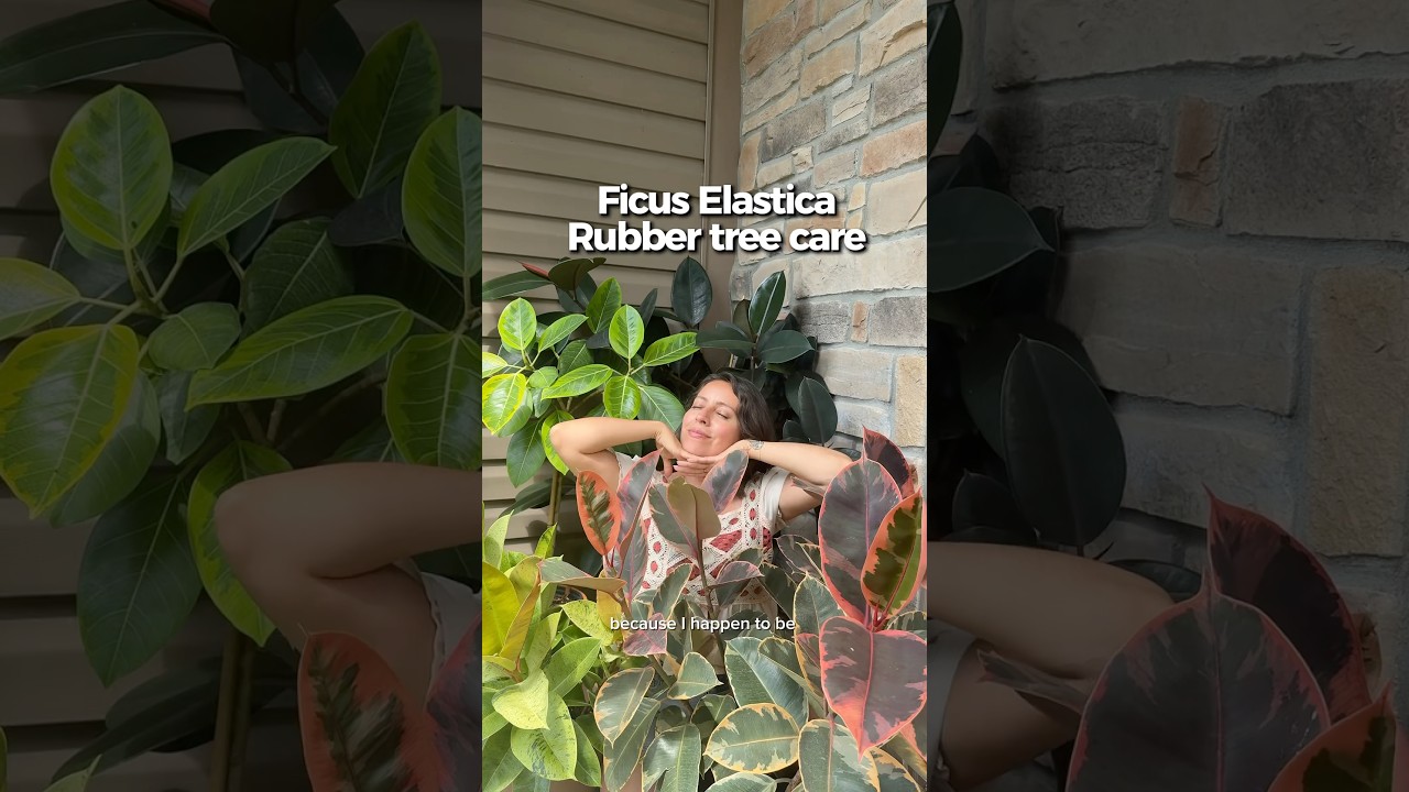 Mam nadzieję, że to pomoże Ci w przyszłości wyhodować duże i bujne drzewa kauczukowe! #ficuselastica #rubbertree