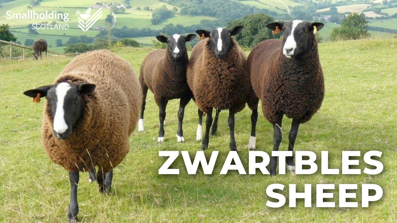 Zwartbles Sheep - Livestock showcase - Scottish Smallholder Festival 2020