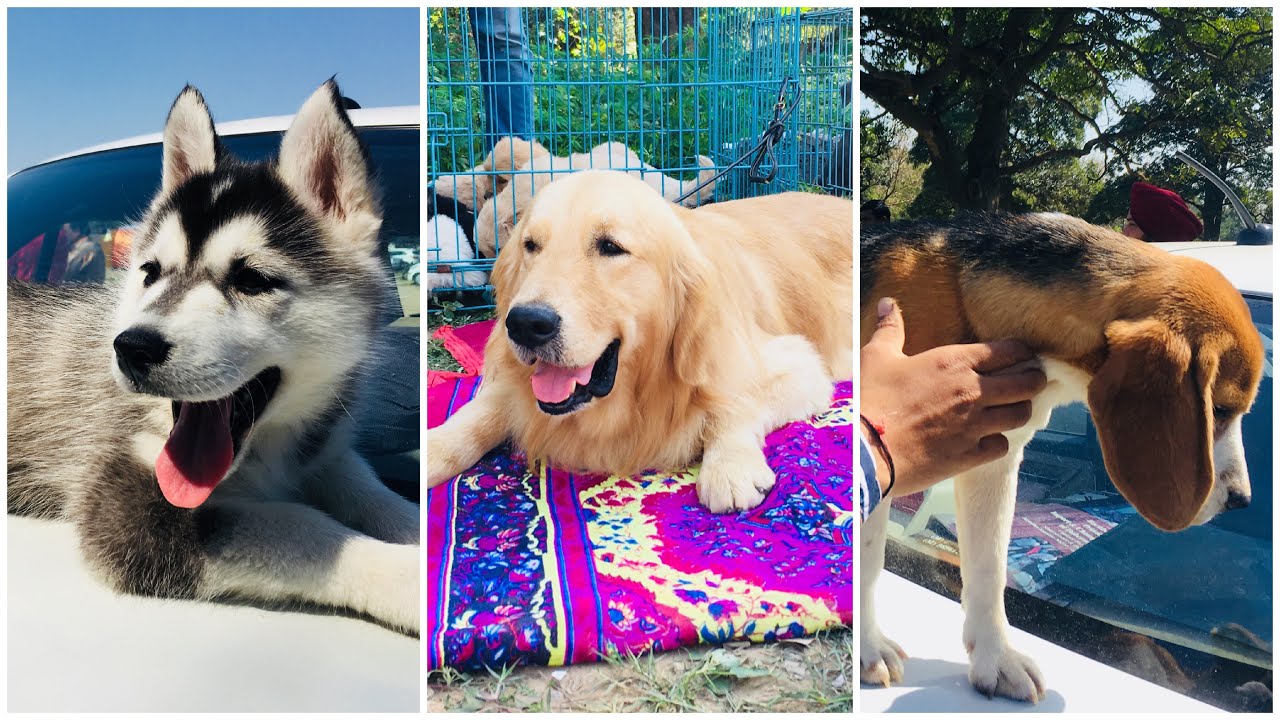 Wholesale Dog Market At Chandigarh Dog Show 9 March 2019