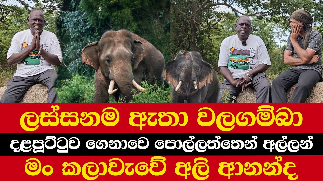 ලස්සනම ඇතා වලගම්බා | දළපූට්ටුව ගෙනාවෙ පොල්ලත්තෙන් අල්ලන් | මං කලාවැවේ අලි ආනන්ද