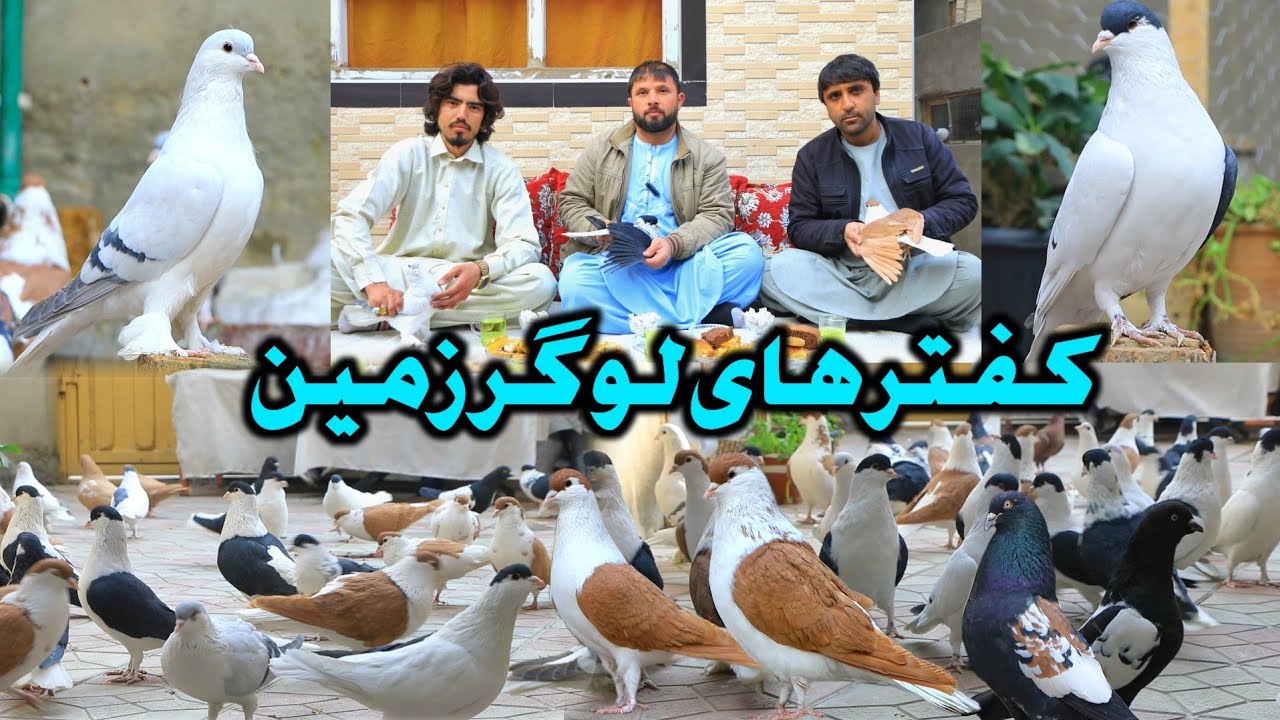 کفتر های لوگر زمین || چوچه های زمستانی winter offspring || نمونه از زیباترین کفتر های افغانستان