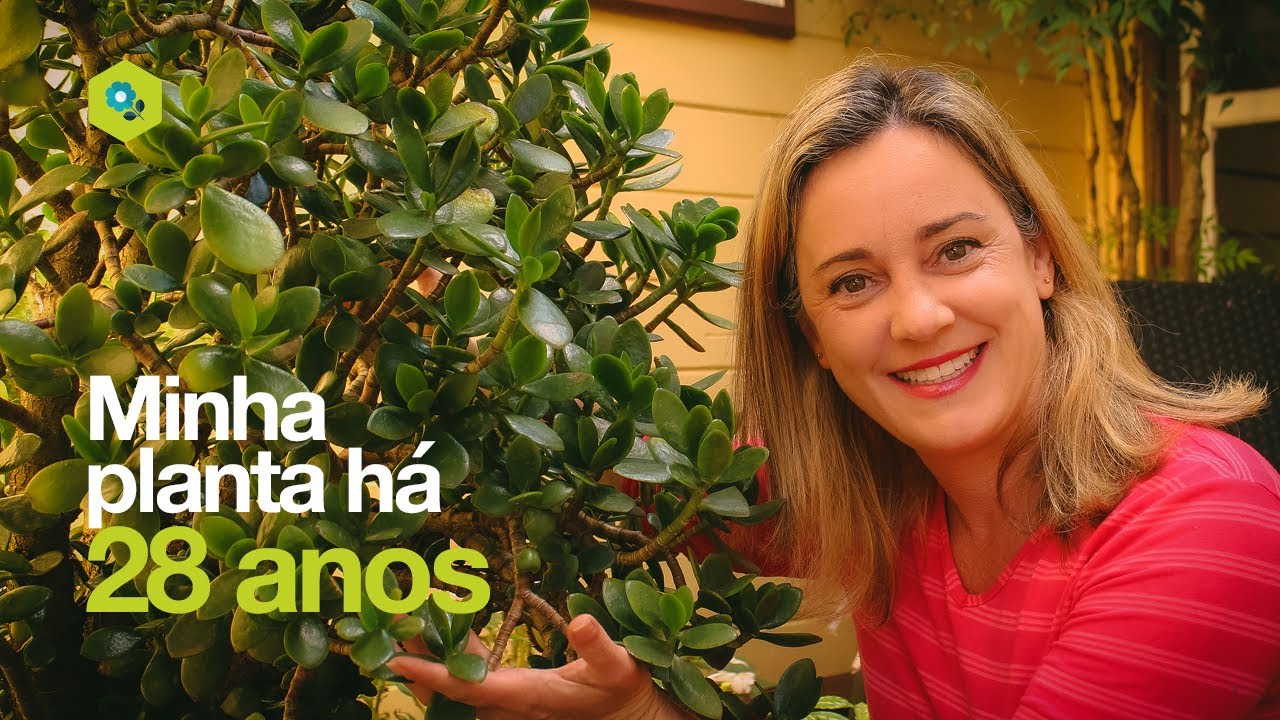 Minha planta há 28 anos