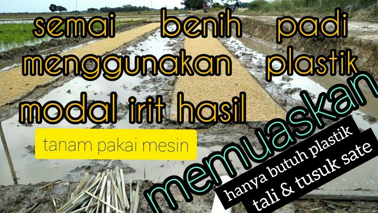 cara semai padi pakai plastik