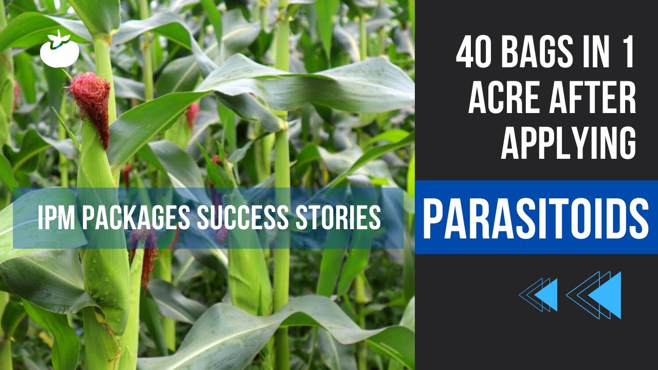 Kakamega Farmer Expects 40 Bags of Maize from 11 Bags after Applying Parasitoids in 1 acre