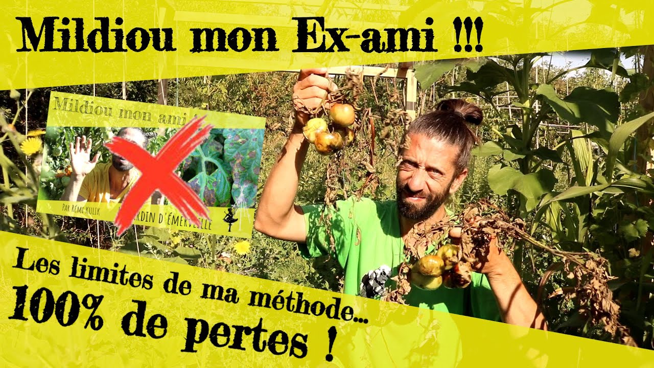 100% de pertes !!! Mildiou mon (ex)ami. Les limites de ma méthode.
