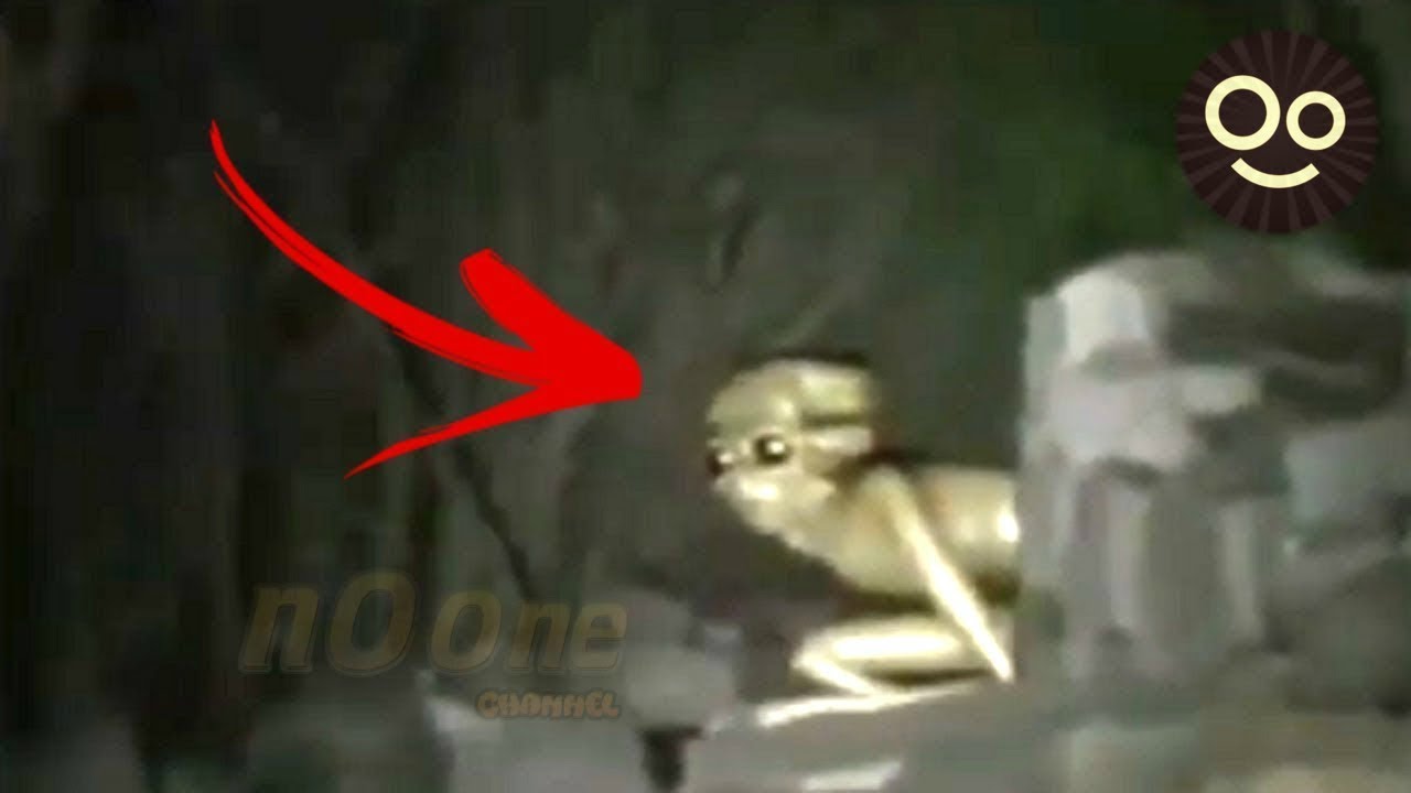 10 Mysterious Creatures You've Never Seen Before