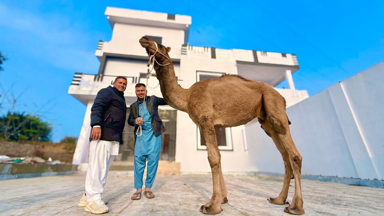 Our New Camel 🐪 in Our Farmhouse 