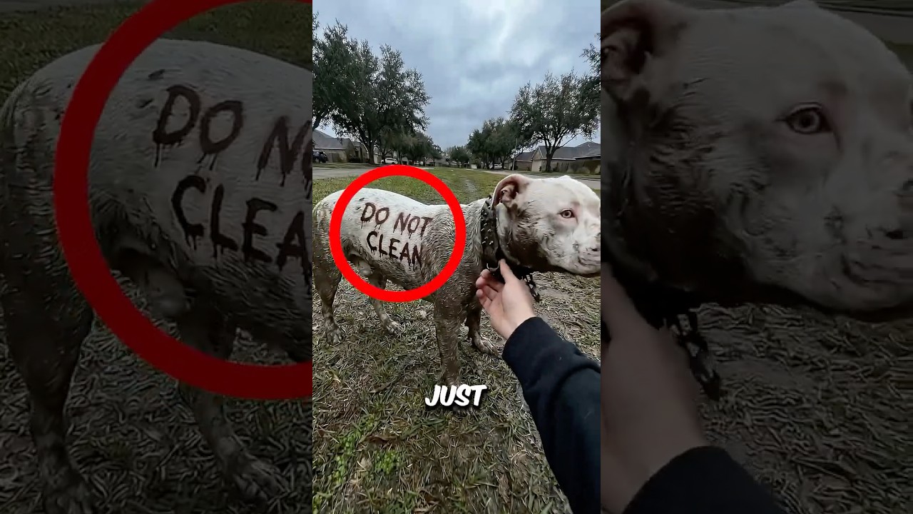 Never Clean Stray Dogs 😱🔥