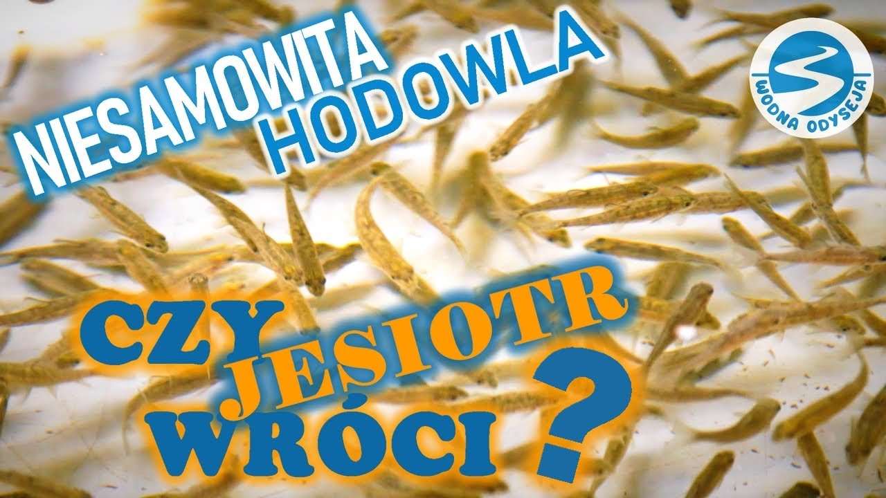 JESIOTR. Ryby polskich rzek. WODNA ODYSEJA. serial