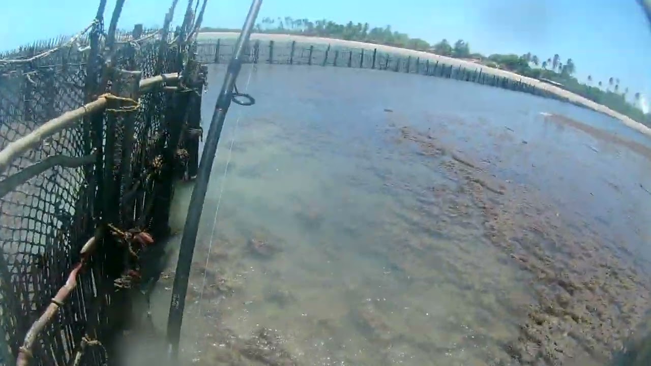 Você já conhece o curral de pesca artesanal? 