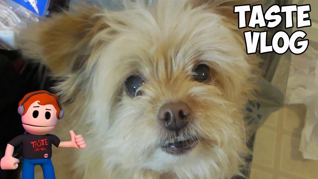 IT'S A CHRISTMAS MIRACLE | TASTE VLOG - DECEMBER 25th 2018 | SANTA SURPRISES MOLLY AND ME AT HOME