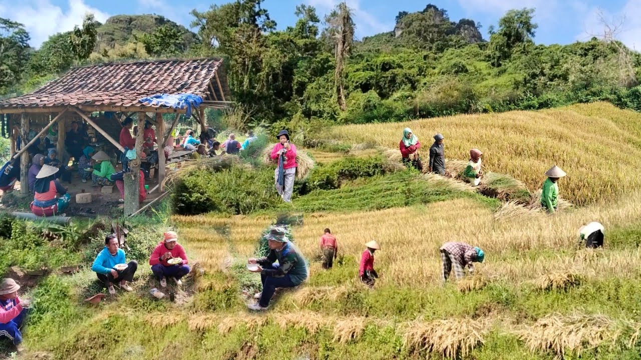 Part.9.panen bergilir gotong royong warga temulus masih suasana hari raya idul fitri