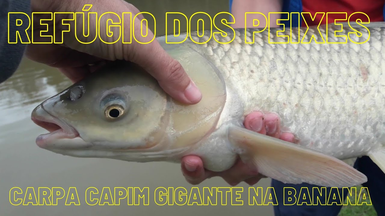 Pescaria carpa capim gigante com isca de banana pegou na hora quase quebrou a vara peixe briguento