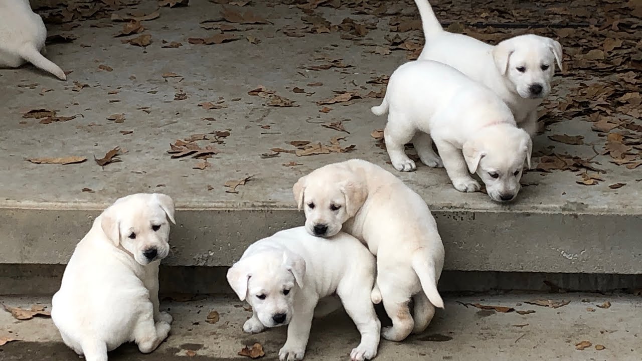 Yellow Lab Puppies 5 Weeks Old!