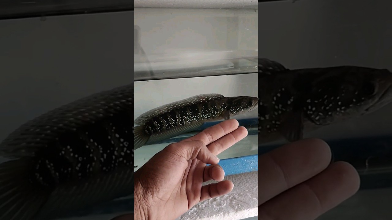 Channa asiatica jumbo di Blitar 