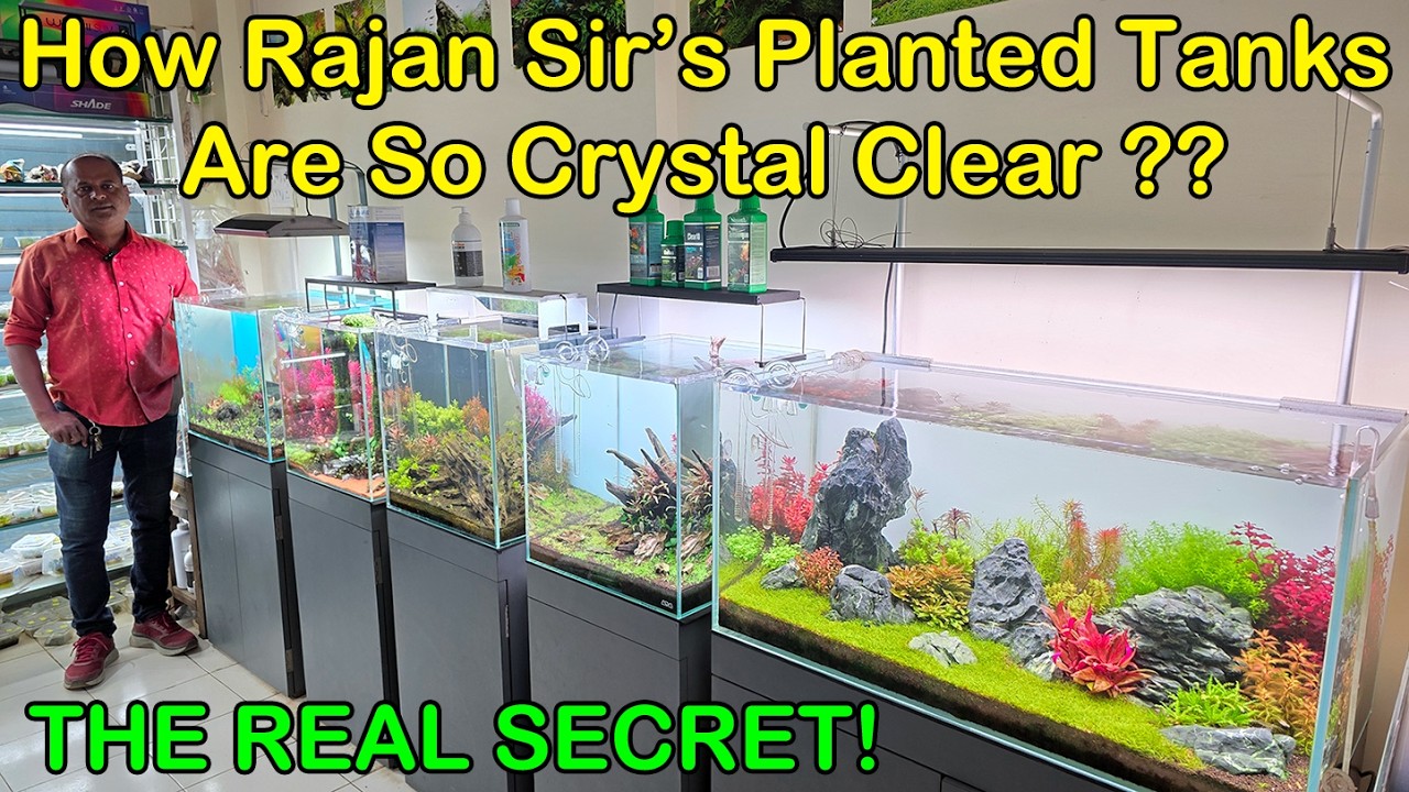 Как компания Aakar Aquariums поддерживает кристально чистую воду в аквариуме с растениями 🐟 | Рад...