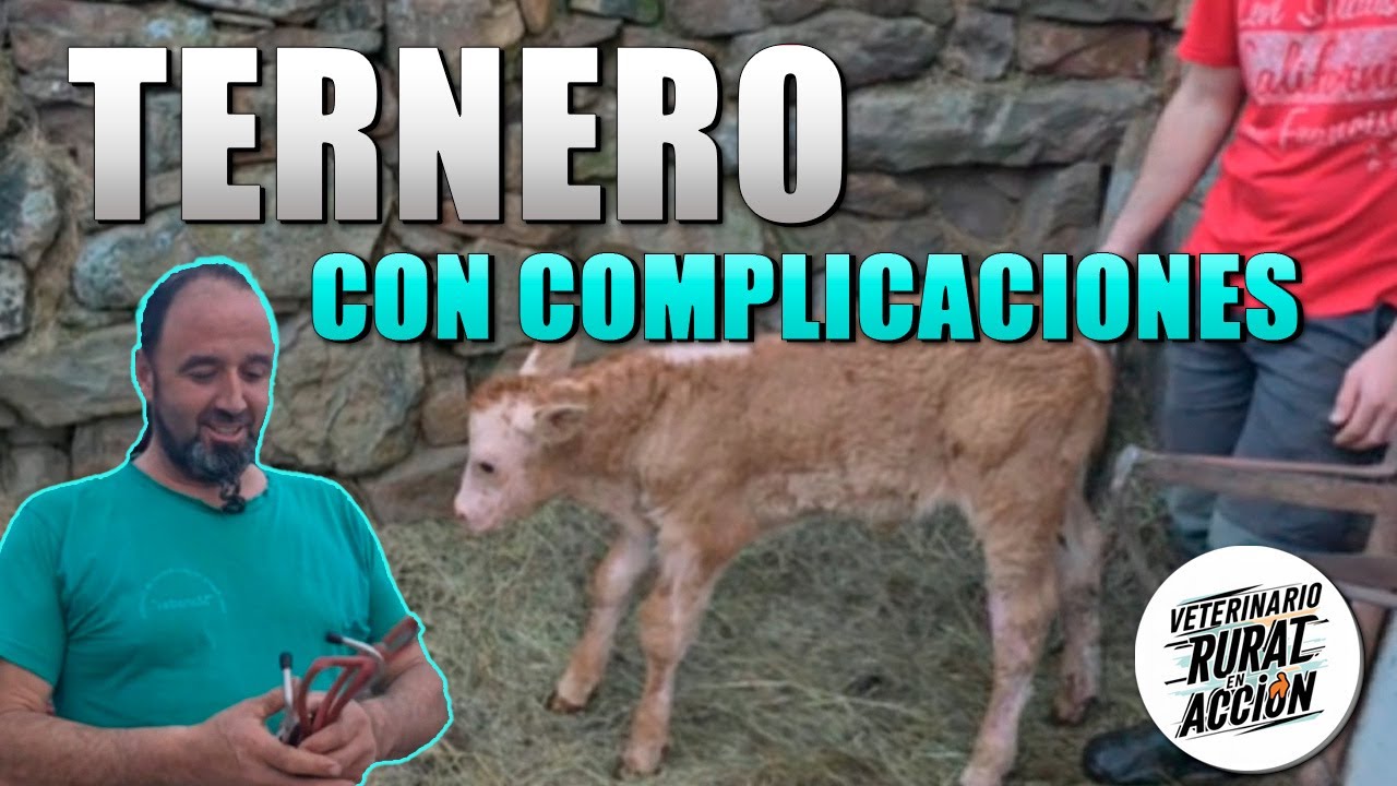🐮TERNERO🐮 Con complicaciones 💊