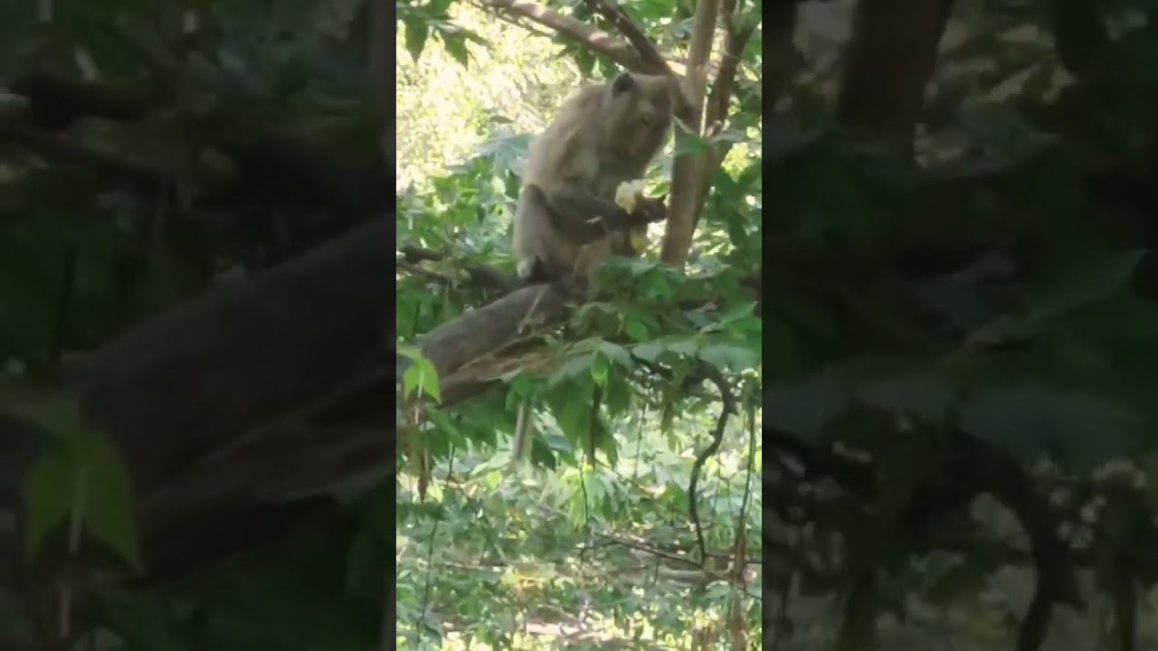 #shorts ,wild monkey #monkey #monkeylove #monkeyaround