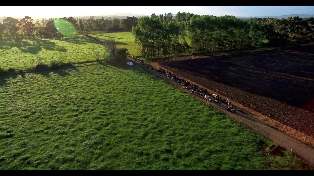 SOLD By NZR Real Estate -Battersea Dairy Farm 214 ha