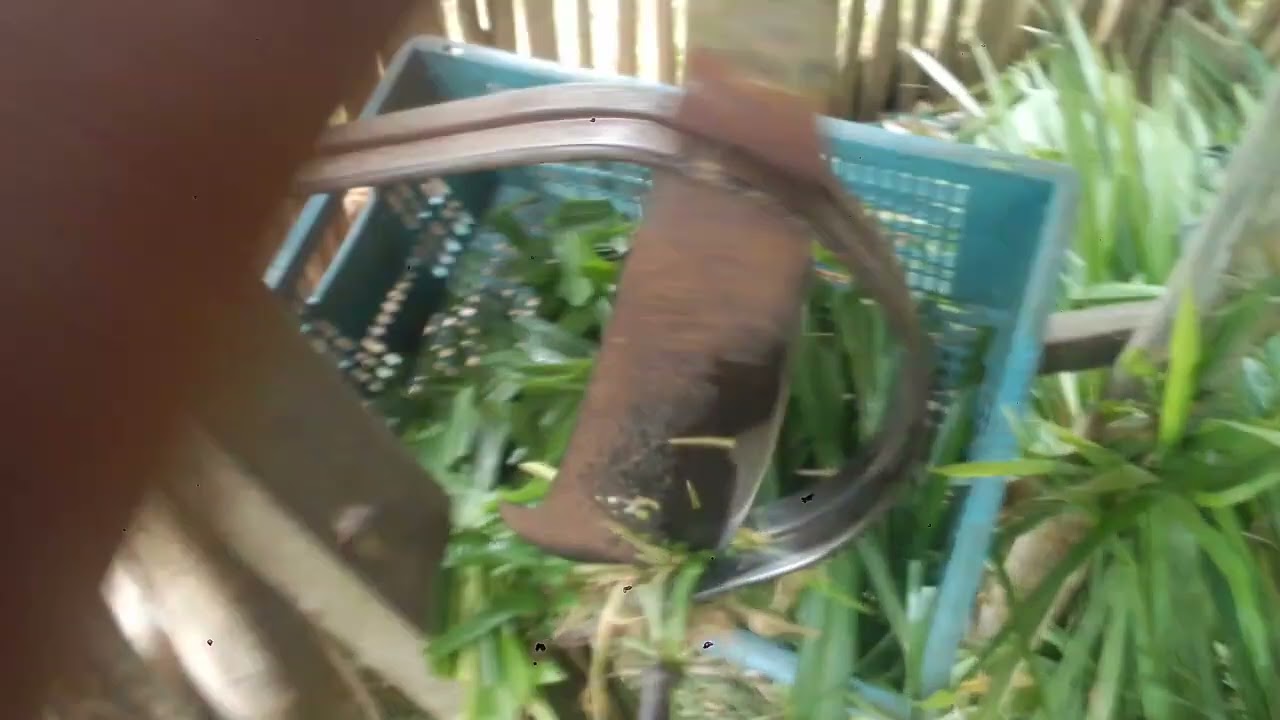 mostrando o cortador de capim ,utilizando um facão ,fica bem cortado veja