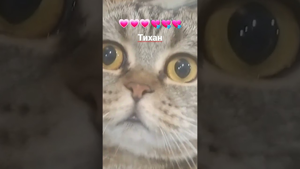 тихан  любовь 💘💘💘💘💘💘💘💘💘💘💘😻😻😻люблю
