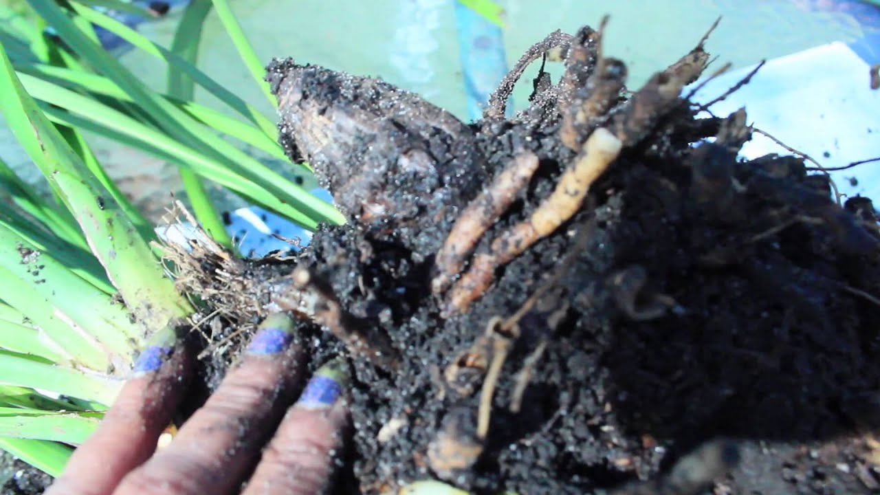 SAVING MY ROTTING CYMBIDIUM ORCHID