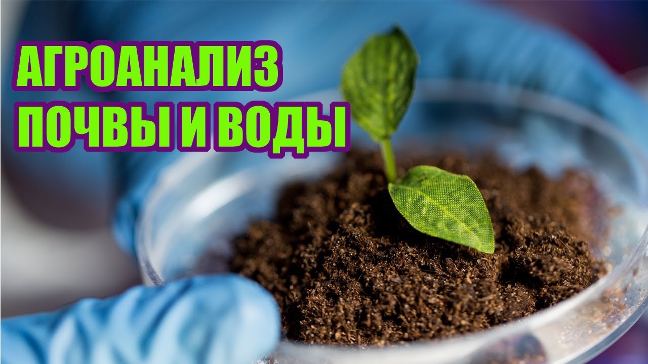 Получила анализы воды и почвы. Какой план питания ежевики и малины необходим