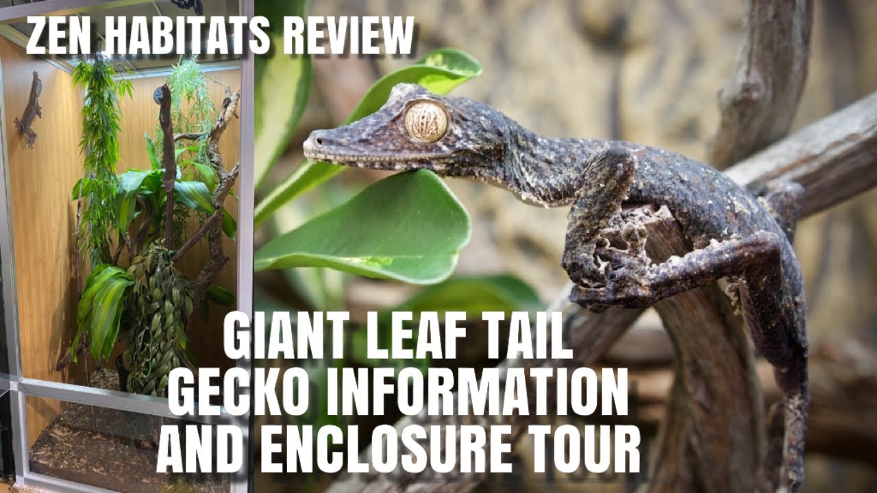 Meet My Giant Leaf Tail Geckos + Zen Habitat Enclosure Review! (Uroplatus Fimbriatus enclosure Tour)
