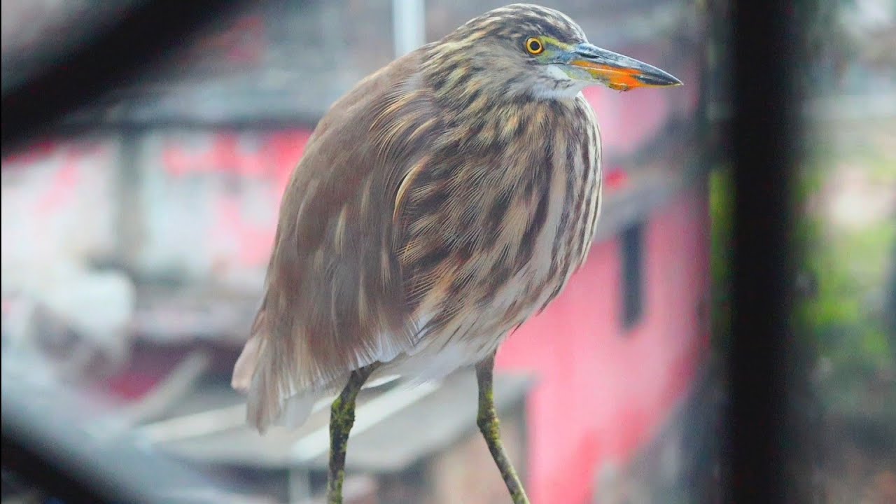 Beautiful Indian Pond Heron Bird Moving Slowly