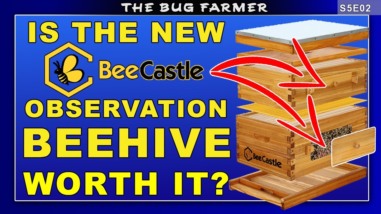 Улей для наблюдения за пчелами New Bee Castle. | Есть ли от него толк? #пчеловодство #пчелы #пчел...