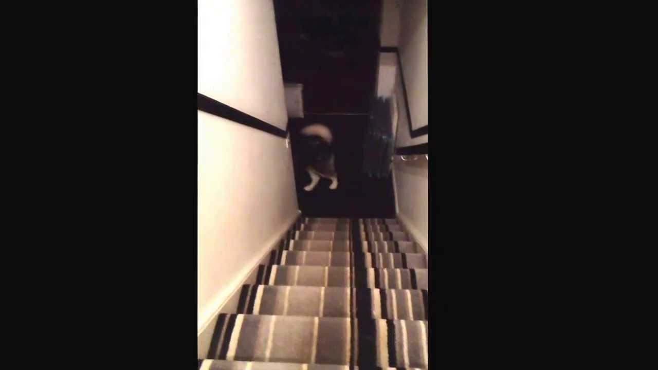 Loki 6 months old Alaskan Malamute Puppy Howling