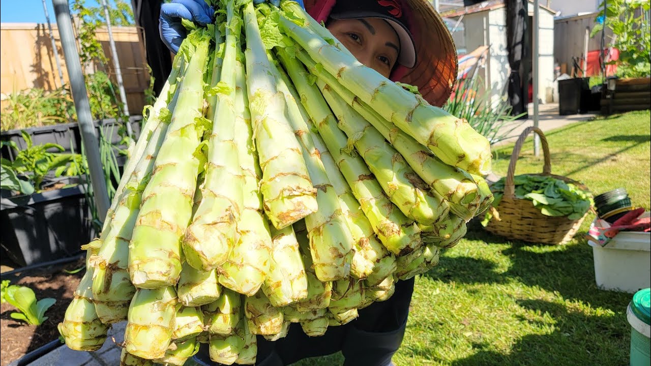 Bội thu rau TIẾN VUA, rau nổi tiếng gần 1 triệu/kg, trồng su hào, xà lách 🇨🇦1435》Vườn Rau Việt
