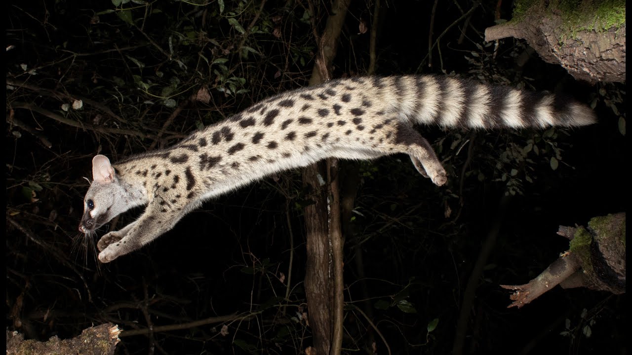 El costat salvatge de Collserola