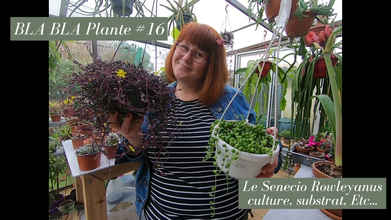 BLA BLA PLANTE #16🌱 Le Senecio Rowleyanus_ Culture | Substrat | Propagation et autres Senecio