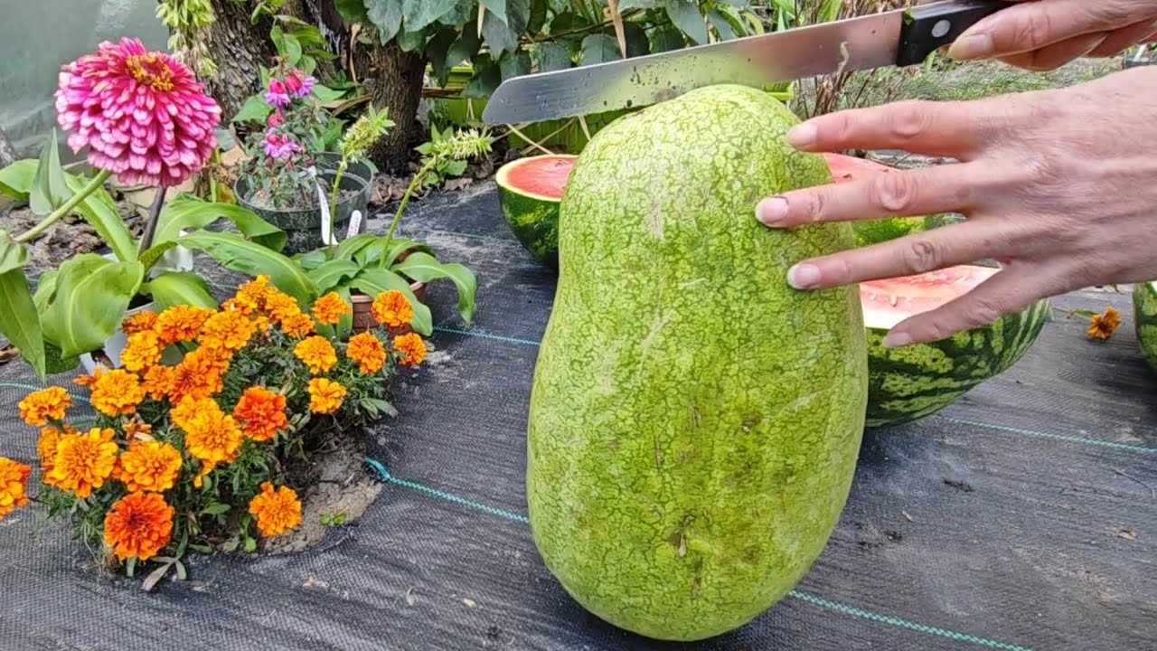 4)🍉Arbuzy niepokazane w sezonie 2023:Farmer, Charleston Gray i Laskiewicz 10.X.2023r