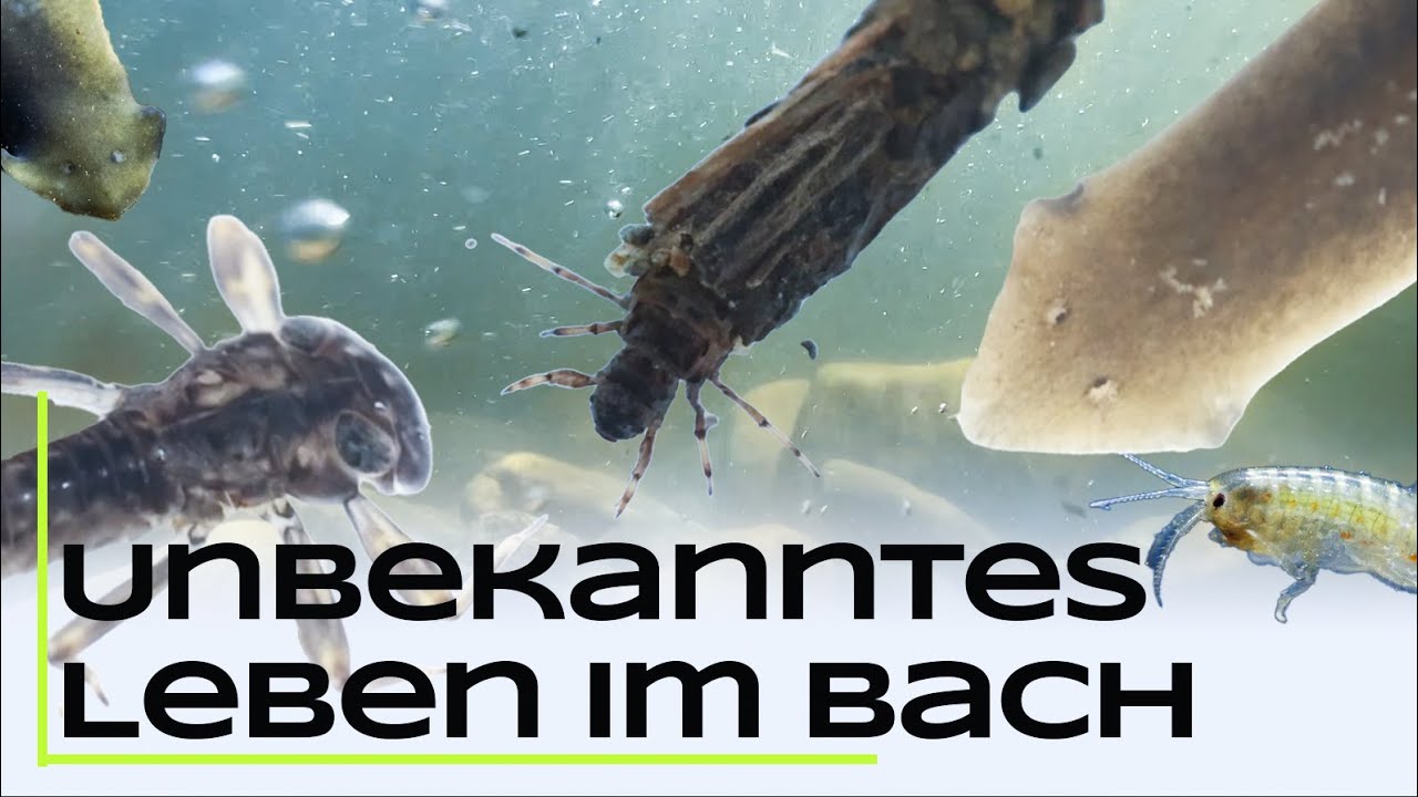 Unbekanntes Leben im Bach - Praktischer Gew&auml;sserschutz an der Hochschule