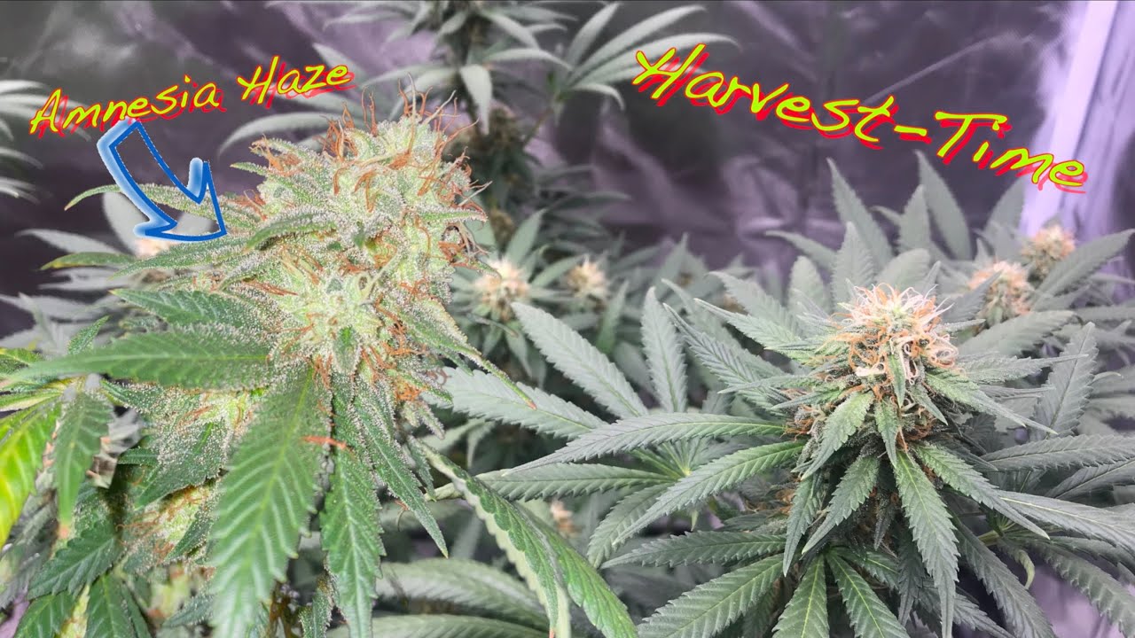Viparspectra - Bud Production under the P2000