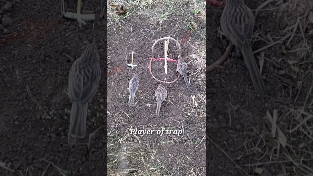 Amazing bird trapping techniques | Bird catching #shorts #ytshorts #youtubeshorts