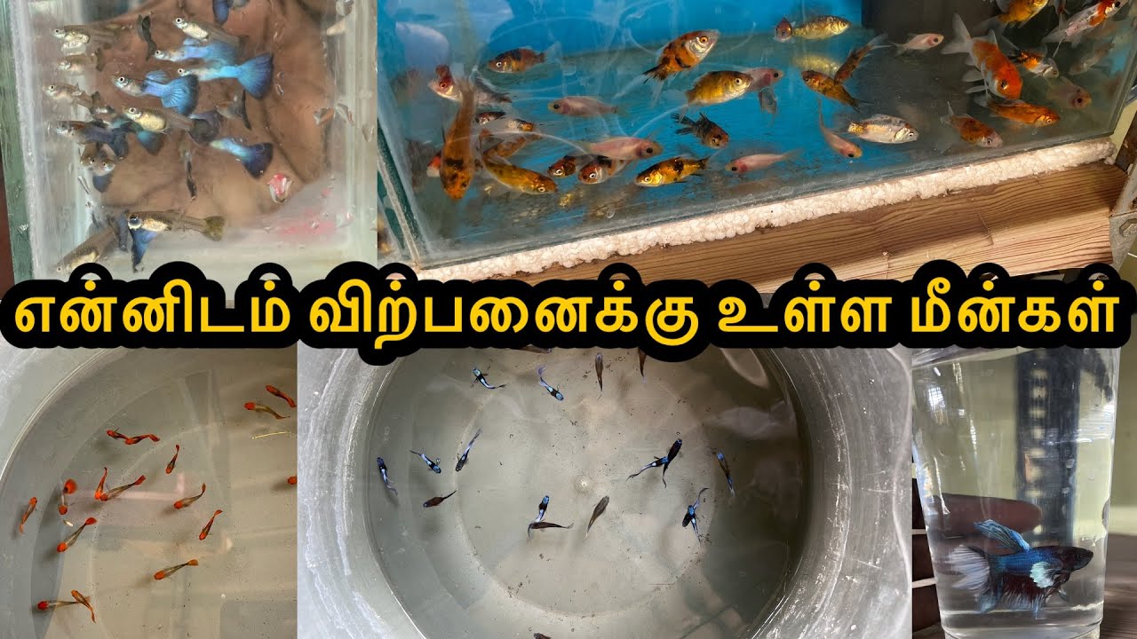 என்னிடம் விற்பனைக்கு உள்ள மீன்கள்|Erode|Guppy|All In Our Fishes|Sales |Aquarium