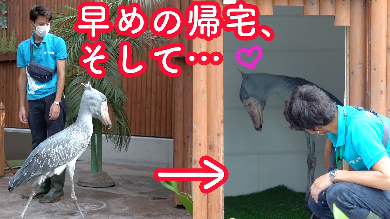大好きなお兄さんをお家で待つふたばちゃん!【2020年総集編16】、Shoebill FUTABA 2020 Omnibus_16
